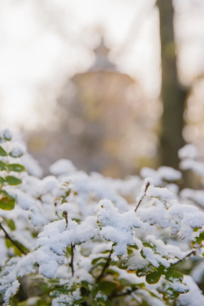 В Санкт-Петербурге и Ленобласти прогнозируют мокрый снег и дождь, температура около +6…+8°C. Непогода повредила линии электропередач, повалены деревья, часть потребителей осталось без света — уже восстановлено около 60%.