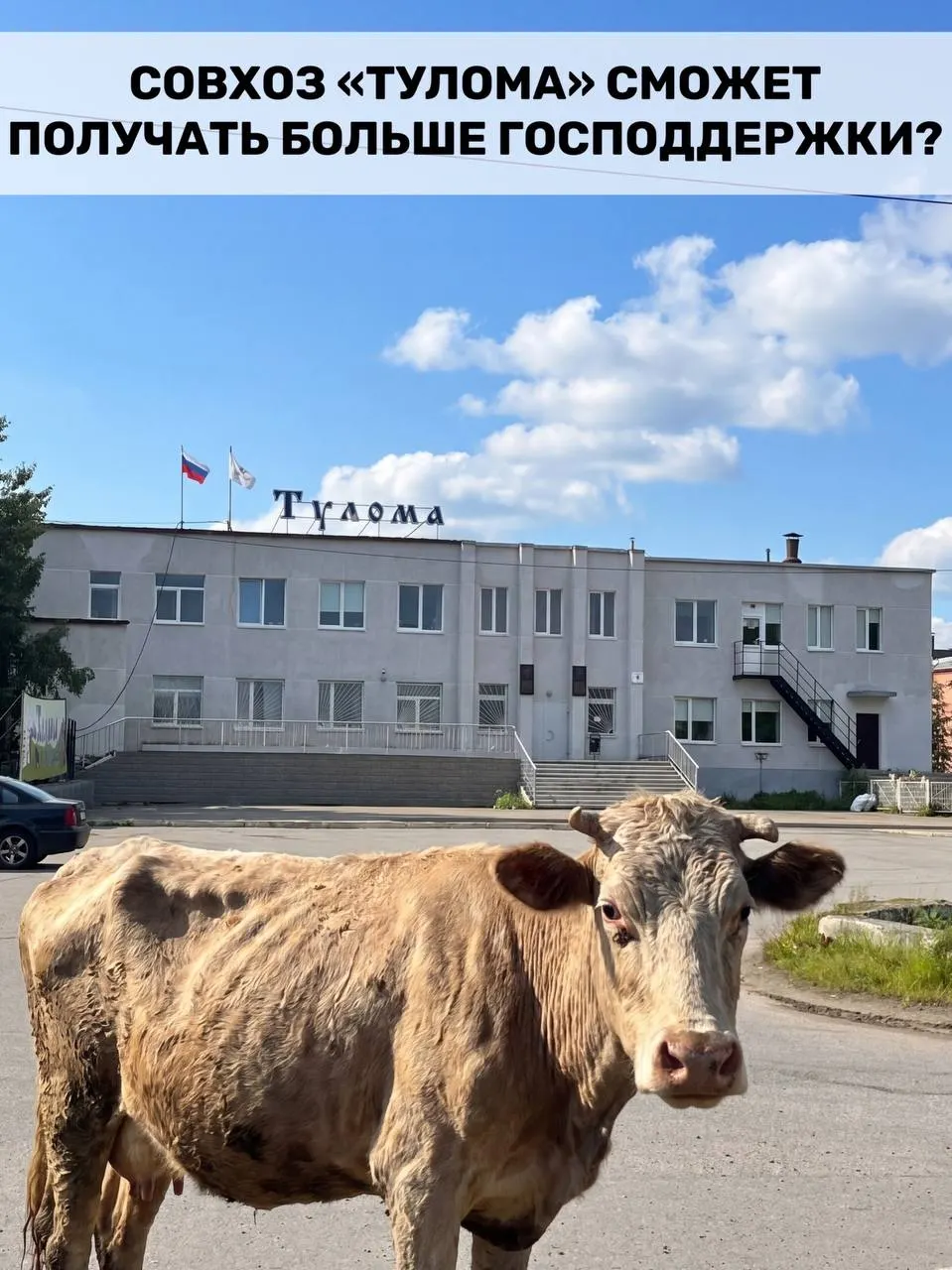 Федеральные правила субсидирования молочного животноводства расширили: теперь господдержка положена и хозяйствам с более чем 25% госучастия. Для Мурманской области это важно, но у совхоза «Тулома» — серьёзный кризис, и жители опасаются, что помощь может не успеть.