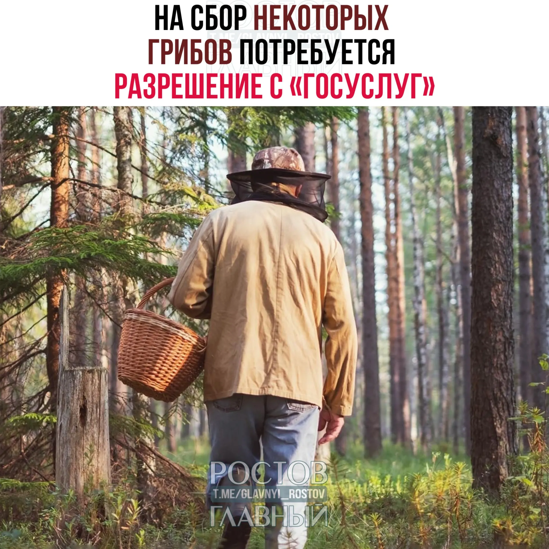 С 1 сентября 2027 года для сбора некоторых редких грибов потребуется разрешение через портал: заявки будут рассматривать до 15 дней, за незаконный сбор краснокнижных видов грозит уголовная ответственность.