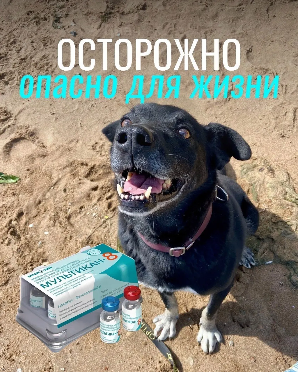 Хозяева жалуются на тяжёлые реакции после прививки: судороги, рвота и иные симптомы; часть животных погибла. Партия вакцины отозвана для проведения проверки, подтверждений причины пока нет.