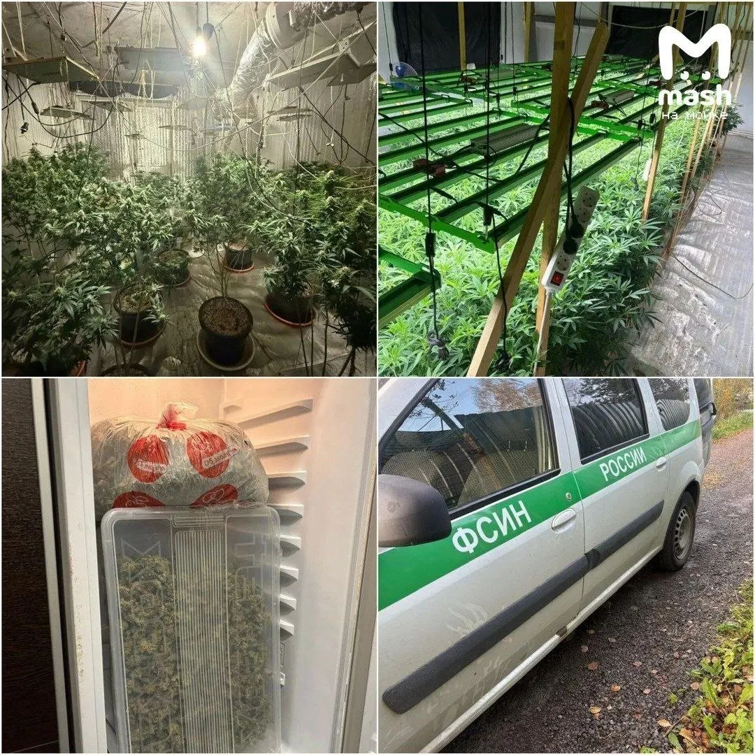 В&nbsp;Санкт‑Петербурге ликвидирована крупная наркоплантация